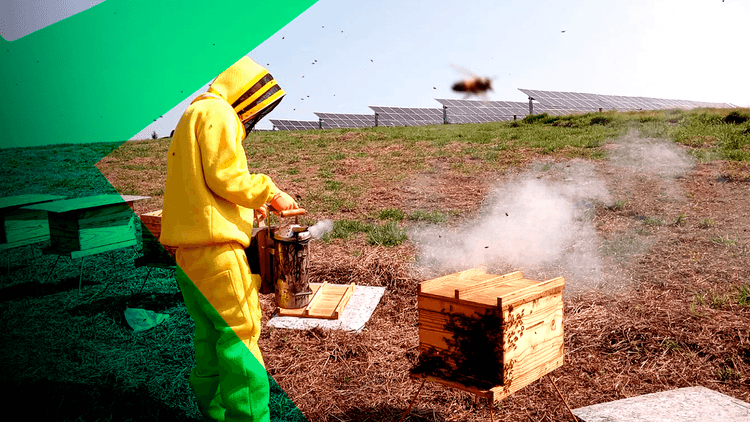 Desenvolvimento Sustentável: energia limpa e menos impacto ambiental com ajuda das abelhas.